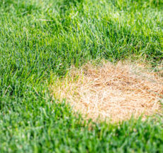How to fix brown grass in lawn